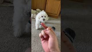 Dog really hates middle finger 😂 #shorts #dogs #funnydog #petlover #puppy #funnypets #doglover #pets