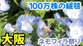 【１００万株の青の丘】圧倒！大阪のネモフィラ祭りが凄すぎる