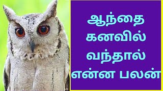 ஆந்தை கனவில் வந்தால் என்ன பலன்|Aanthai kanavil vanthal enna palan