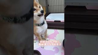 初めてのかき氷にワクワクする柴犬　　　　　　　　　　　 　　　　　　　　　　　　　　　　　#犬 #dog #子犬 #柴犬 #豆柴 #柴犬の日常 #可愛い #かき氷 #夏 #shorts #short