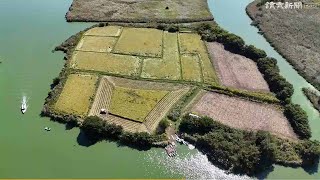 「空中ルポ」―湖上の稲刈り守り続ける―