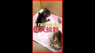 雨天撿到兩隻小貓，母貓死了，有專業奶貓高手可接嗎？｜Found two kittens on a rainy day, the mother cat died【喵有事】