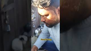 Baby pigeon hand feeding by dilshad bhai, how much baby pigeon hand feeding #pigeon #kabutar #bird