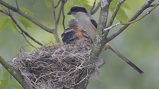 棕背伯勞-育雛/Long-tailed Shrike-Feeding Chick