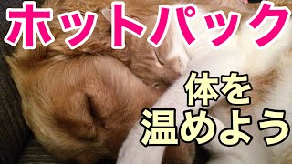 《動物看護師》  ペットのホットパックでぽかぽか温熱