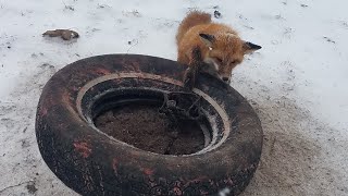 Fox \u0026 Coyote Trapping “The Tire Set ,People laugh ,The K9s DONT !