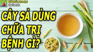 Cây sả có tác dụng chữa bệnh gì?