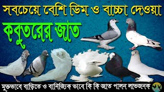 বাণিজ্যিক ভাবে ও বাড়িতে কোন জাতের কবুতর পালনে লাভ বেশি হয়। লাভজনক কবুতরের জাত পরিচিতি। কবুতর পালন।