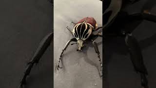 Goliath Beetle