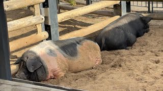 ナビィちゃんカマデーちゃん仲良くお昼寝【‎2023‎年‎12月‎1日】【上野動物園】アグー