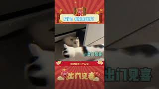 猫猫：老奶牛你没有心！#奶牛猫 #猫猫 #娱乐评论 #可爱 #萌宠 #shorts  #出门见喜 #毛孩子 #毛小孩