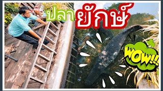 Big fish at Nongwuaso Resort Udonthani | Yu clip