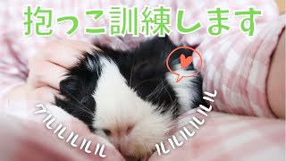 【抱っこ】苦手なので練習します❣️抱っこ嫌いなモルモットの抱っこ訓練、その方法とは⁉️🤔