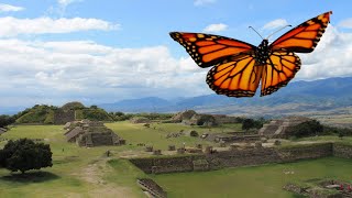 Migration of the Monarch Butterfly: Thousands of miles over thousands of years