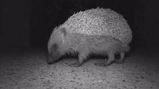 Hedgehog picnic