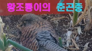 EP.012 황조롱이 kestrel :: 새도 잠을 자나봐요 :: 어미 황조롱이의 힘든 육아 춘곤증