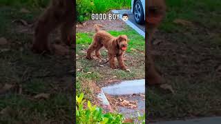 Ozzie Is Getting the Hang of Fetch #australianlabradoodle #puppy