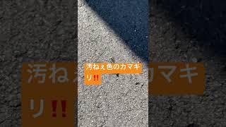 こんな汚ねぇ色のカマキリ見たことないけど、アスファルトの色に擬態してる⁉️⁉️