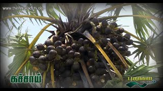 Kachai - கச்சாய்,  தென்மராட்சி வாழ்வும் வளமும் - சிறப்பு முன்னோட்டம்