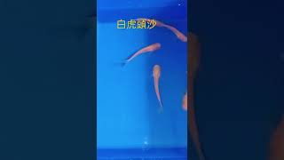 白虎頭沙（雙胞胎淡水魚苗工作室）