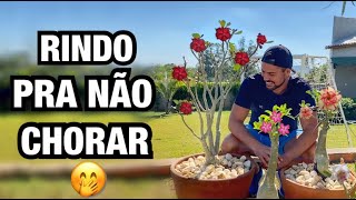 ENCHI minha CASA de ROSA DO DESERTO | Henrique Buttler