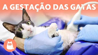 6 sinais de uma GATA PRENHA (GRÁVIDA) e outras dúvidas