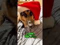 oh 🎅🏼🐶 dog germanshepherd gsd dogshorts shorts christmas foryou doggo funnysong xoteam