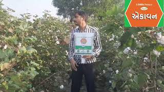 Cotton farming||કપાસની ખેતી||Tata Ekavan||ખુલ્લો અને ઉભડો છોડ, વહેલી પાકતી જાત, વધુ ઝીંડવા વધુ ઉપજ||