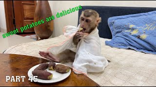 YuYu Monkey Family's Cutest Videos! Part 45