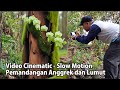 Video Cinematic Dengan Pemandangan Tumbuhan Anggrek Dan Lumut Yang Indah‼️Cinematic‼️Slow Motion‼️