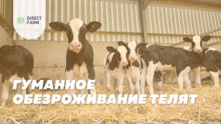 Обезроживание телят с применением снотворных и НПВС