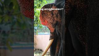 ഈ ആനയെ മനസ്സിലായോ ?? 😍🔥 ആന | elephant #ആന #elephants #aanapremi #elephantattack #aana