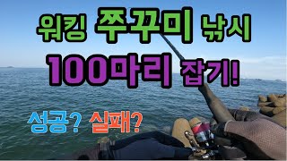 워킹 쭈꾸미 짬 낚시 100수 도전하기!!!