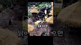 중국 vs 일본 농업 혁신! 당신은 어떤 아이디어가 더 놀랍나요?