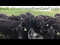 Cattle Nutrition & Why It's Important if You Eat Beef (& our cow licks the camera)