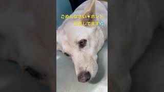 ちろ子🐕が猫を追いかけて、トップスピード💨で脱走した！追いつかん💦リードをガタガタ引きずって帰ってきた❗️ホントに油断ならない犬🐕だ😤#shorts #いぬ #いぬすたぐらむ ＃脱走犬