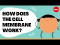 Insights into cell membranes via dish detergent - Ethan Perlstein