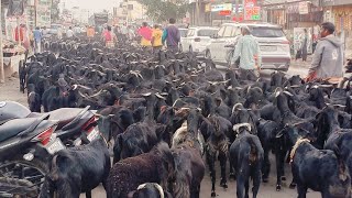 প্রথমবার একসাথে এত পাঠা দেখলাম।🐐 2000 + patha 😱 it's unbelievable to see @ishitamazumdar4042