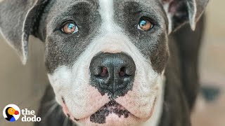 Terrified Foster Pittie Becomes a 90-lb Lap Dog | The Dodo Pittie Nation