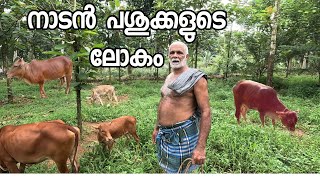 നാട്ടിൻപുറം നന്മകളാൽ സമൃദ്ധം cow farming malayalam