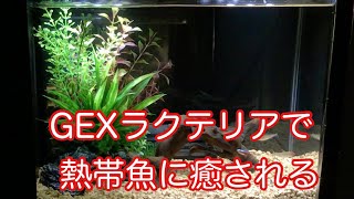 GEXラクテリアで熱帯魚に癒される