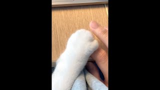 仕事中は抱っこが基本の猫に存在アピール＆手をロックされて一向に進みません #shorts