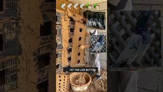 vlog_Day 188 🕊🕊🕊 🏡🏡👌👌 kabutar Ka Ghar Is Tarah Se bnao pigeon home#shots #piegion#bird#pets#viral