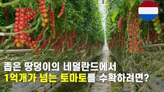 네덜란드농부가 1억개가 넘는 토마토를 생산하는 방법