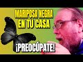 🦋⚫ ¿Qué Significa Una Mariposa Negra En Tu Casa?