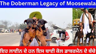 The Doberman Legacy of Moosewala | Dog Show Bhikhi (Mansa)