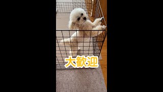 犬を飼っていて嬉しい瞬間 #shorts