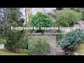 Five Essential Evergreens for Your Japanese Garden | Our Japanese Garden Escape