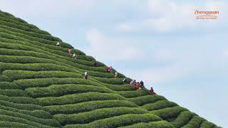 The spring scenery of a tea garden in Xinyang, Henan Province is like a scene in a cartoon~