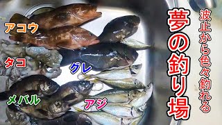 【波止釣り】魚種豊富に釣れるこの波止が凄い。秋の訪れを感じる五目釣り。